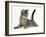 Tabby Male Kitten, Fosset, 4 Months Old, Lying with His Head Up-Mark Taylor-Framed Photographic Print