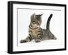 Tabby Male Kitten, Fosset, 4 Months Old, Lying with His Head Up-Mark Taylor-Framed Photographic Print