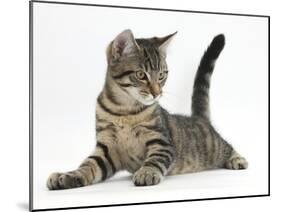 Tabby Male Kitten, Fosset, 4 Months Old, Lying with His Head Up-Mark Taylor-Mounted Photographic Print