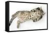 Tabby Male Kitten, Stanley, 3 Months Old, Rolling Playfully on His Back-Mark Taylor-Framed Stretched Canvas
