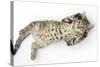 Tabby Male Kitten, Stanley, 3 Months Old, Rolling Playfully on His Back-Mark Taylor-Stretched Canvas