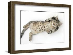 Tabby Male Kitten, Stanley, 3 Months Old, Rolling Playfully on His Back-Mark Taylor-Framed Photographic Print