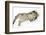 Tabby Male Kitten, Stanley, 3 Months Old, Rolling Playfully on His Back-Mark Taylor-Framed Photographic Print