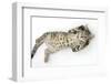 Tabby Male Kitten, Stanley, 3 Months Old, Rolling Playfully on His Back-Mark Taylor-Framed Photographic Print