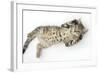 Tabby Male Kitten, Stanley, 3 Months Old, Rolling Playfully on His Back-Mark Taylor-Framed Photographic Print