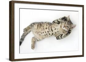 Tabby Male Kitten, Stanley, 3 Months Old, Rolling Playfully on His Back-Mark Taylor-Framed Photographic Print