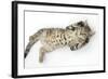 Tabby Male Kitten, Stanley, 3 Months Old, Rolling Playfully on His Back-Mark Taylor-Framed Photographic Print