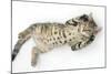 Tabby Male Kitten, Stanley, 3 Months Old, Rolling Playfully on His Back-Mark Taylor-Mounted Photographic Print