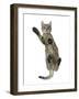 Tabby Male Kitten, Stanley, 4 Months Old, from Below, Showing Paw Pads-Mark Taylor-Framed Photographic Print