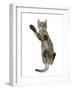 Tabby Male Kitten, Stanley, 4 Months Old, from Below, Showing Paw Pads-Mark Taylor-Framed Photographic Print