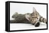 Tabby Male Kitten, Stanley, 4 Months Old, Lying and Stretching Out-Mark Taylor-Framed Stretched Canvas
