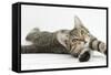 Tabby Male Kitten, Stanley, 4 Months Old, Lying and Stretching Out-Mark Taylor-Framed Stretched Canvas