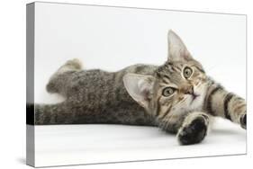 Tabby Male Kitten, Stanley, 4 Months Old, Lying and Stretching Out-Mark Taylor-Stretched Canvas