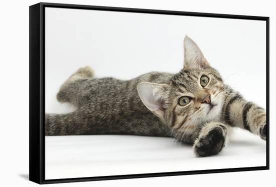 Tabby Male Kitten, Stanley, 4 Months Old, Lying and Stretching Out-Mark Taylor-Framed Stretched Canvas