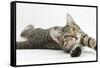 Tabby Male Kitten, Stanley, 4 Months Old, Lying and Stretching Out-Mark Taylor-Framed Stretched Canvas