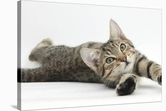 Tabby Male Kitten, Stanley, 4 Months Old, Lying and Stretching Out-Mark Taylor-Stretched Canvas