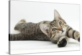 Tabby Male Kitten, Stanley, 4 Months Old, Lying and Stretching Out-Mark Taylor-Stretched Canvas