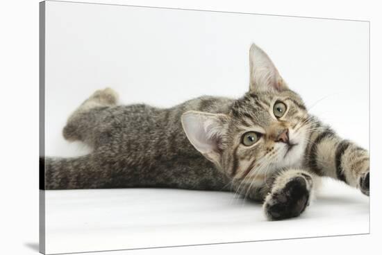 Tabby Male Kitten, Stanley, 4 Months Old, Lying and Stretching Out-Mark Taylor-Stretched Canvas