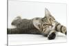 Tabby Male Kitten, Stanley, 4 Months Old, Lying and Stretching Out-Mark Taylor-Stretched Canvas