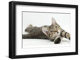 Tabby Male Kitten, Stanley, 4 Months Old, Lying and Stretching Out-Mark Taylor-Framed Premium Photographic Print