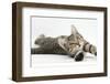 Tabby Male Kitten, Stanley, 4 Months Old, Lying and Stretching Out-Mark Taylor-Framed Photographic Print
