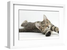 Tabby Male Kitten, Stanley, 4 Months Old, Lying and Stretching Out-Mark Taylor-Framed Photographic Print