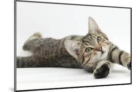 Tabby Male Kitten, Stanley, 4 Months Old, Lying and Stretching Out-Mark Taylor-Mounted Photographic Print