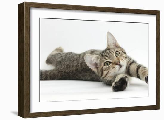 Tabby Male Kitten, Stanley, 4 Months Old, Lying and Stretching Out-Mark Taylor-Framed Photographic Print