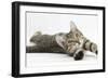 Tabby Male Kitten, Stanley, 4 Months Old, Lying and Stretching Out-Mark Taylor-Framed Photographic Print