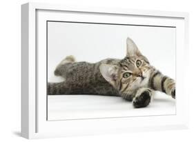 Tabby Male Kitten, Stanley, 4 Months Old, Lying and Stretching Out-Mark Taylor-Framed Photographic Print