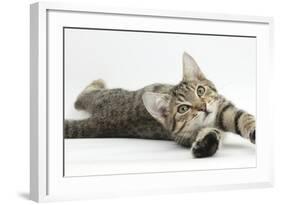 Tabby Male Kitten, Stanley, 4 Months Old, Lying and Stretching Out-Mark Taylor-Framed Photographic Print