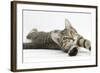 Tabby Male Kitten, Stanley, 4 Months Old, Lying and Stretching Out-Mark Taylor-Framed Photographic Print