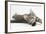 Tabby Male Kitten, Stanley, 4 Months Old, Lying and Stretching Out-Mark Taylor-Framed Photographic Print