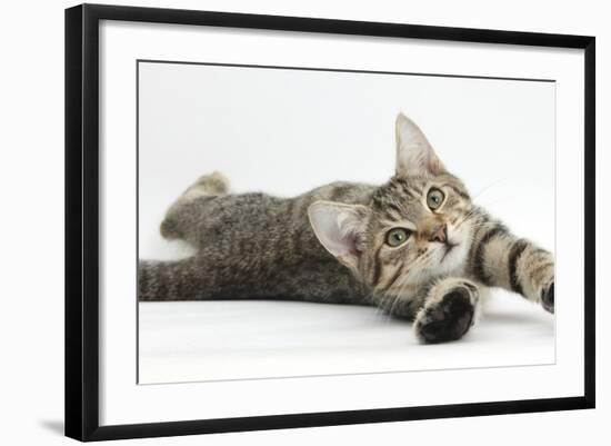 Tabby Male Kitten, Stanley, 4 Months Old, Lying and Stretching Out-Mark Taylor-Framed Photographic Print