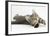 Tabby Male Kitten, Stanley, 4 Months Old, Lying and Stretching Out-Mark Taylor-Framed Photographic Print