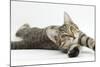 Tabby Male Kitten, Stanley, 4 Months Old, Lying and Stretching Out-Mark Taylor-Mounted Photographic Print