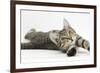 Tabby Male Kitten, Stanley, 4 Months Old, Lying and Stretching Out-Mark Taylor-Framed Photographic Print