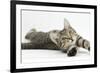 Tabby Male Kitten, Stanley, 4 Months Old, Lying and Stretching Out-Mark Taylor-Framed Photographic Print