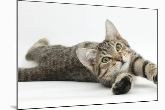 Tabby Male Kitten, Stanley, 4 Months Old, Lying and Stretching Out-Mark Taylor-Mounted Photographic Print