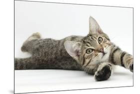 Tabby Male Kitten, Stanley, 4 Months Old, Lying and Stretching Out-Mark Taylor-Mounted Photographic Print