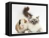 Tabby Point Birman Cat and Guinea Pig, Gyzmo-Mark Taylor-Framed Stretched Canvas