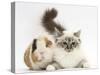 Tabby Point Birman Cat and Guinea Pig, Gyzmo-Mark Taylor-Stretched Canvas