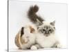 Tabby Point Birman Cat and Guinea Pig, Gyzmo-Mark Taylor-Stretched Canvas