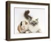 Tabby Point Birman Cat and Guinea Pig, Gyzmo-Mark Taylor-Framed Photographic Print