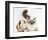 Tabby Point Birman Cat and Guinea Pig, Gyzmo-Mark Taylor-Framed Photographic Print