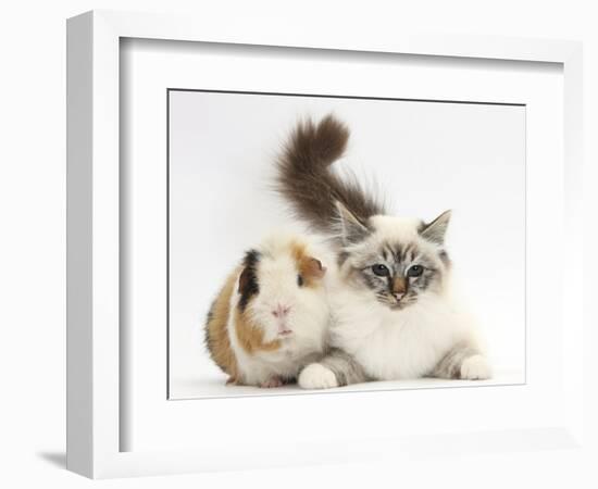 Tabby Point Birman Cat and Guinea Pig, Gyzmo-Mark Taylor-Framed Photographic Print