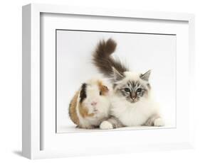 Tabby Point Birman Cat and Guinea Pig, Gyzmo-Mark Taylor-Framed Photographic Print