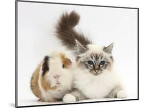 Tabby Point Birman Cat and Guinea Pig, Gyzmo-Mark Taylor-Mounted Photographic Print