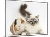 Tabby Point Birman Cat and Guinea Pig, Gyzmo-Mark Taylor-Mounted Photographic Print