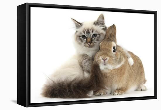 Tabby-Point Birman Cat with Paw Round Sandy Netherland-Cross Rabbit-Mark Taylor-Framed Stretched Canvas